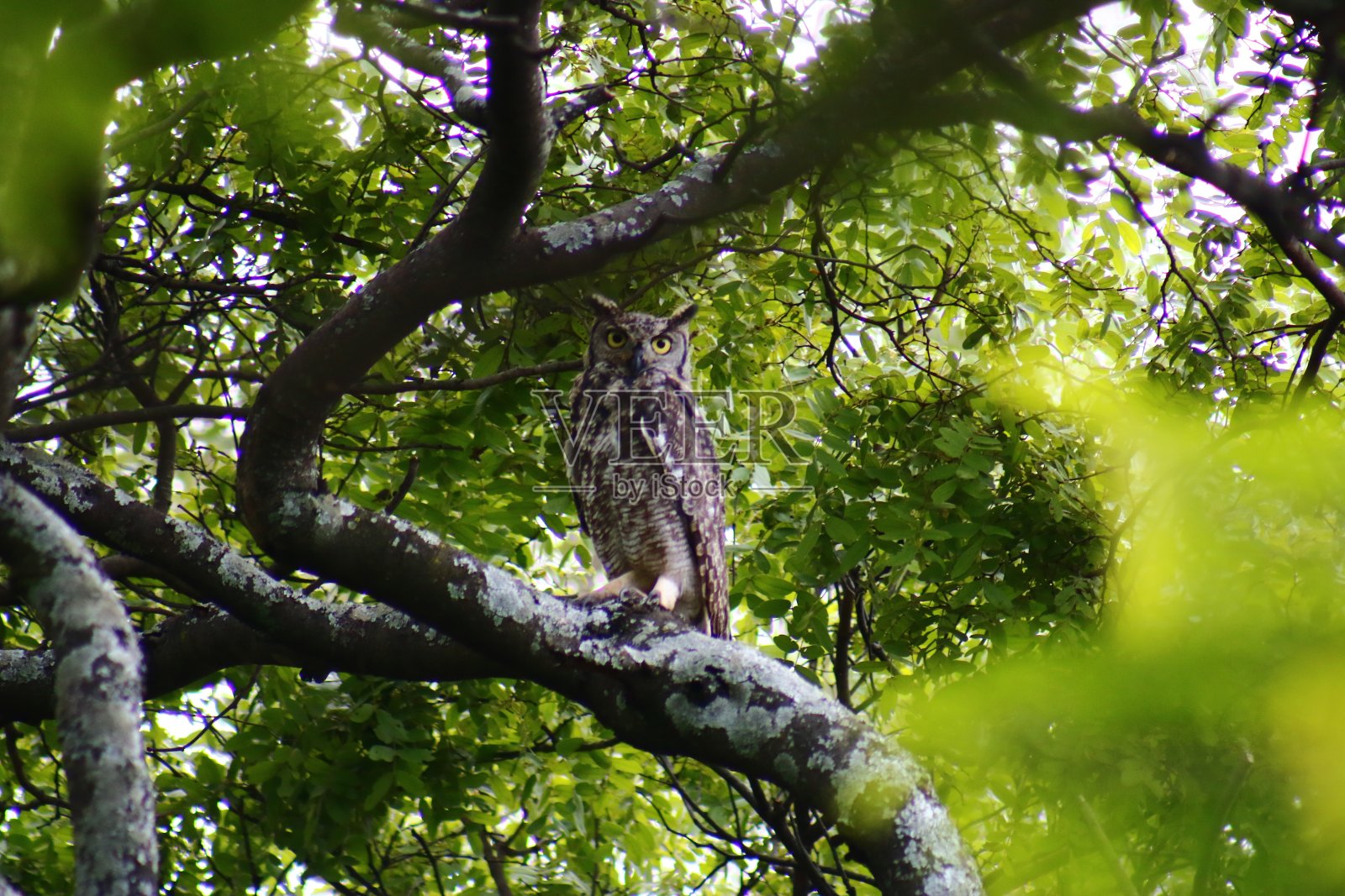 发现鹰枭照片摄影图片