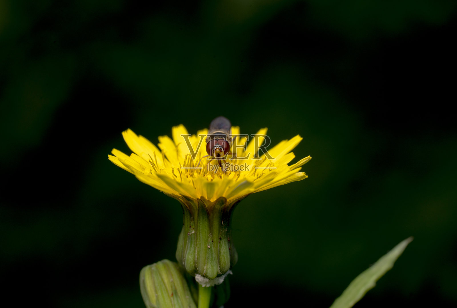 远处的镜头，一只盘旋的苍蝇/果蝇坐在一朵黄色的非洲菊上照片摄影图片