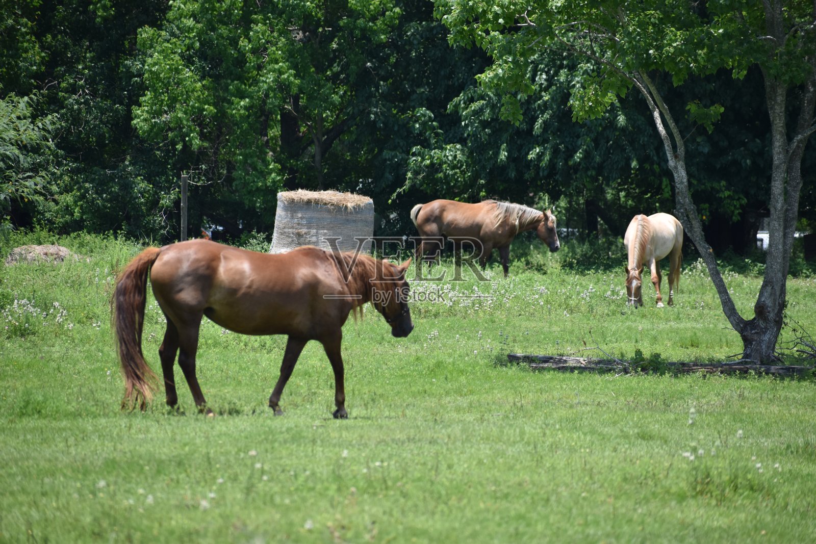 马在草地上照片摄影图片