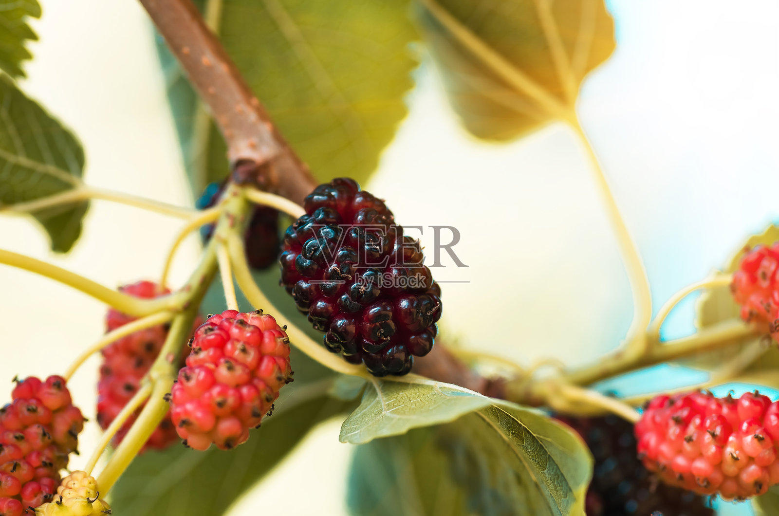 成熟的桑树果实挂在树枝上照片摄影图片