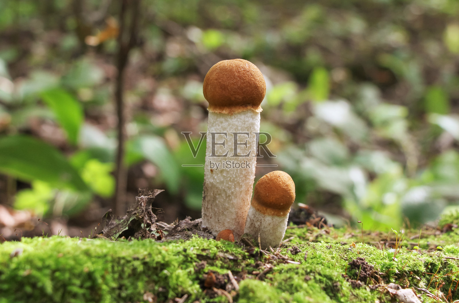 秋天森林里的橙色桦树蘑菇照片摄影图片