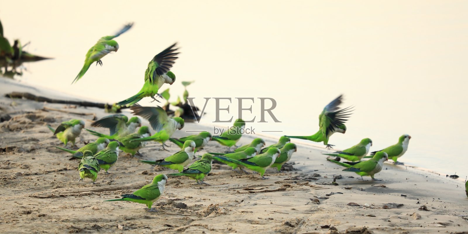 和尚长尾小鹦鹉群照片摄影图片