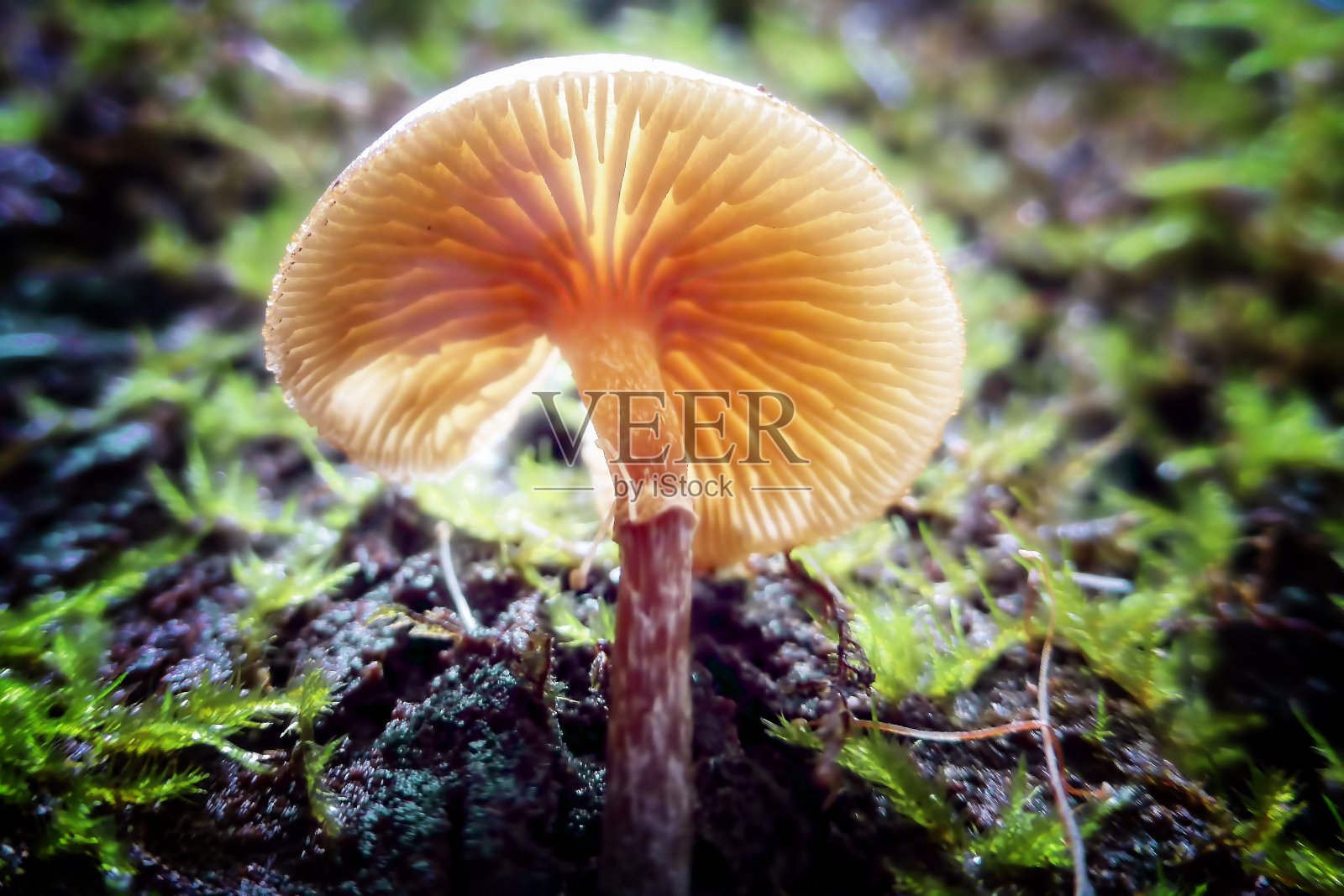 小橙蘑菇照片摄影图片