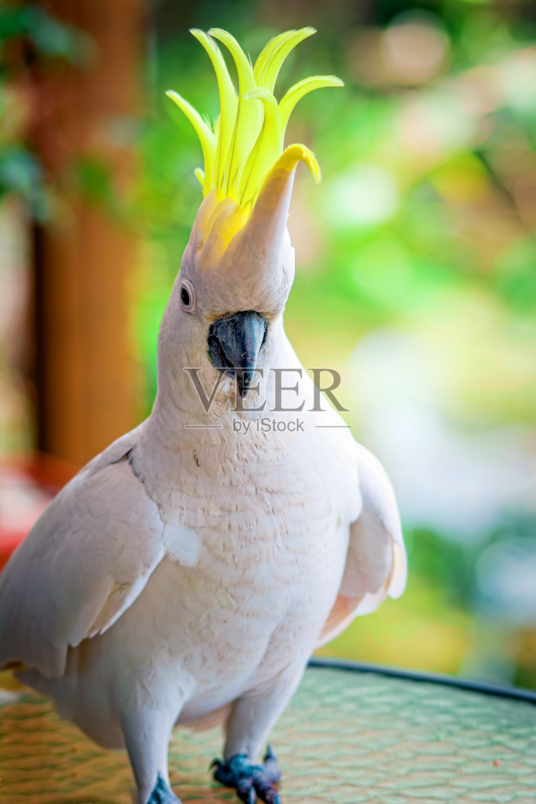 硫葵花凤头鹦鹉照片摄影图片