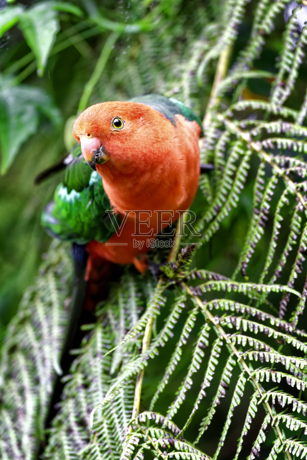 雨林中的鹦鹉王照片摄影图片
