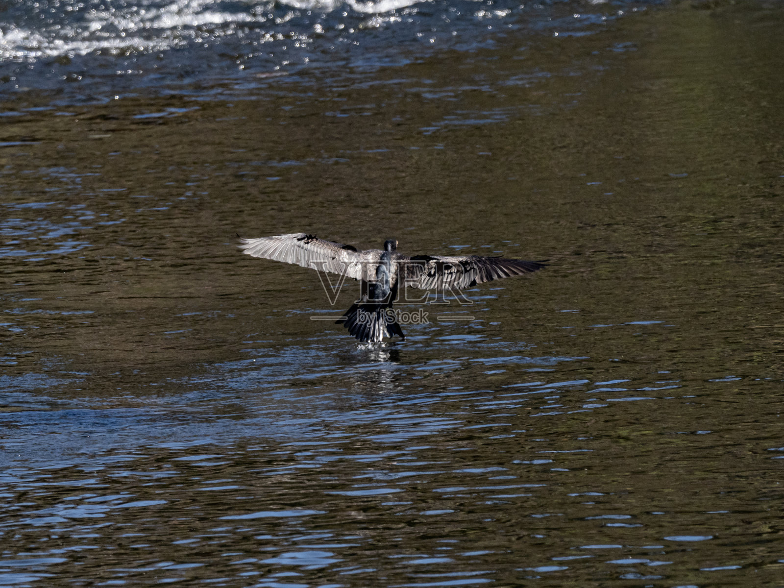 飞过酒井河的日本鸬鹚2照片摄影图片