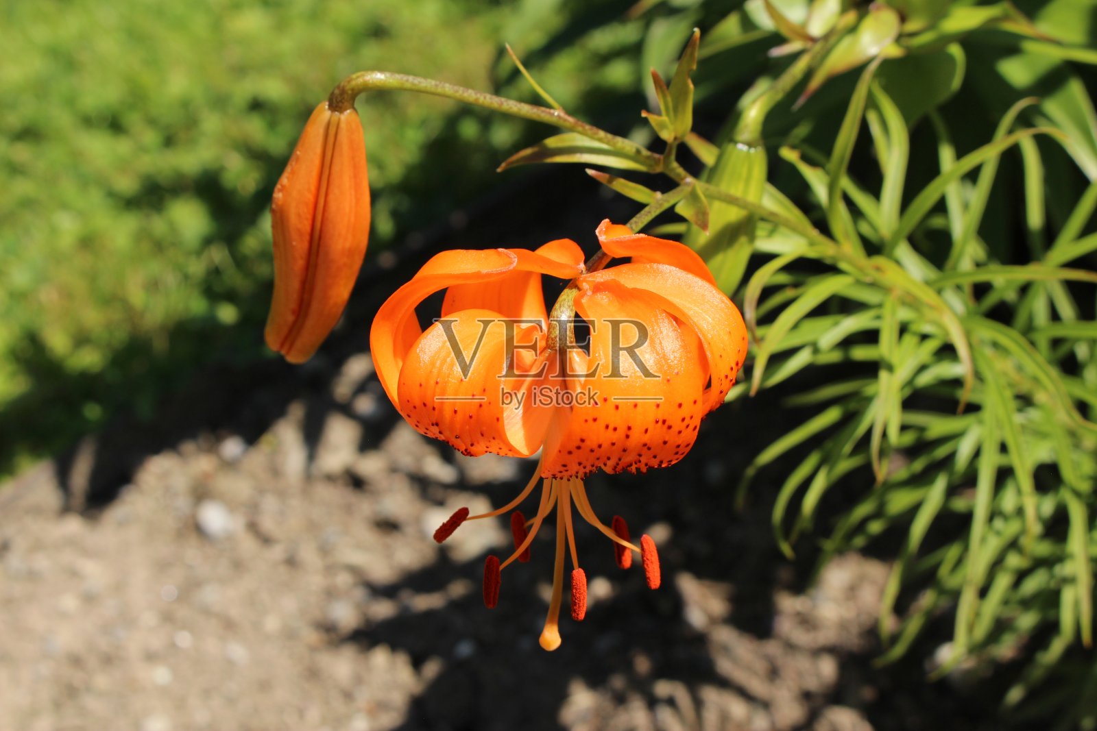 斑点橙“哥伦比亚百合”花-哥伦比亚百合照片摄影图片