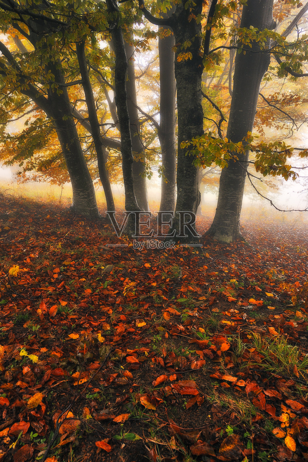 雾气缭绕的秋天森林照片摄影图片