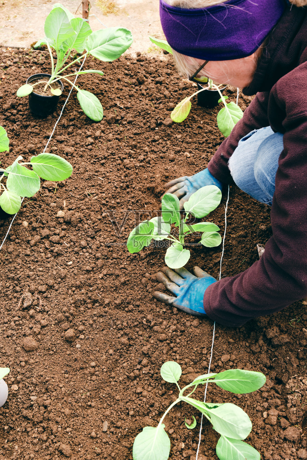 老奶奶种抱子芽苗照片摄影图片