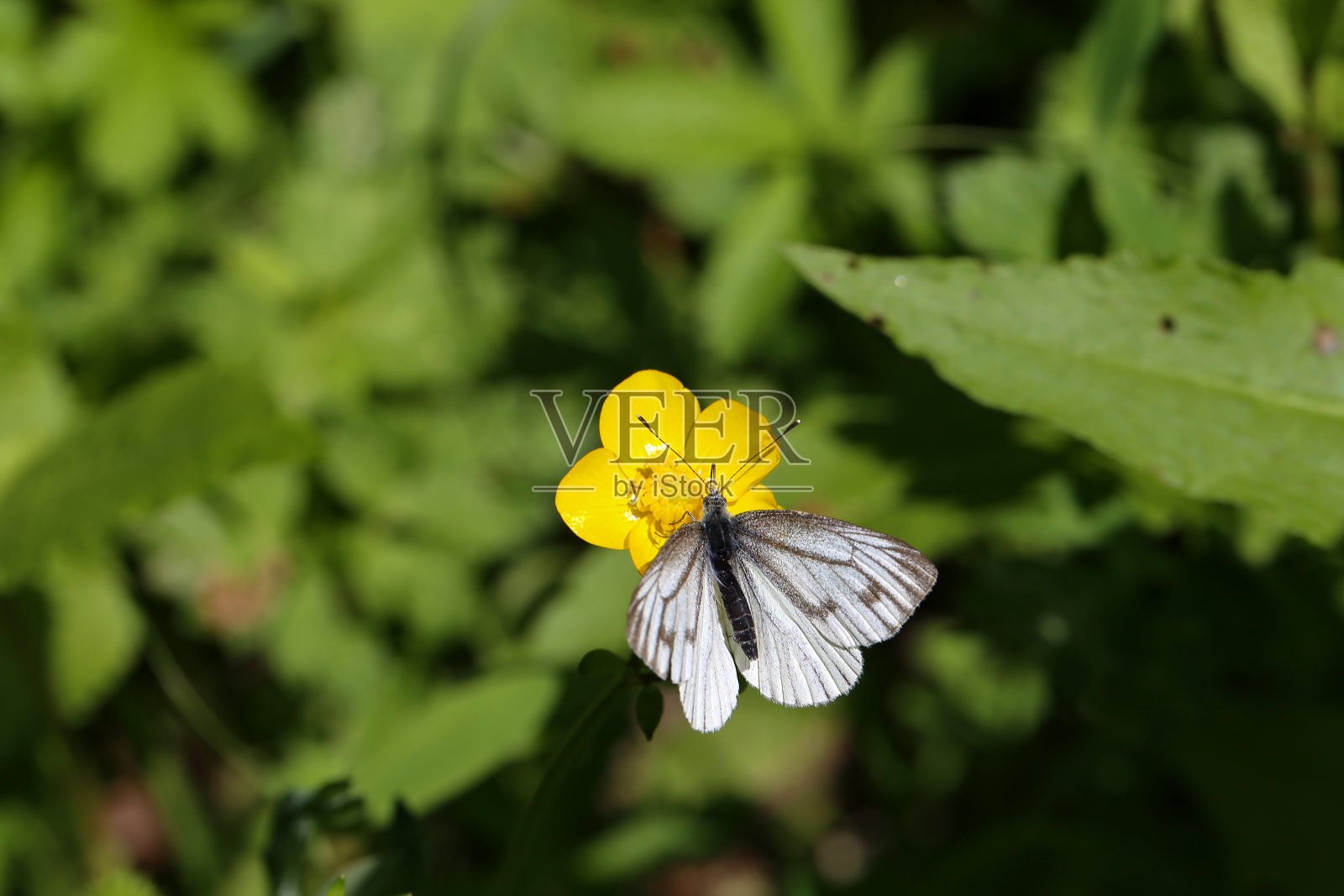 一只白蝴蝶栖息在一朵花上照片摄影图片