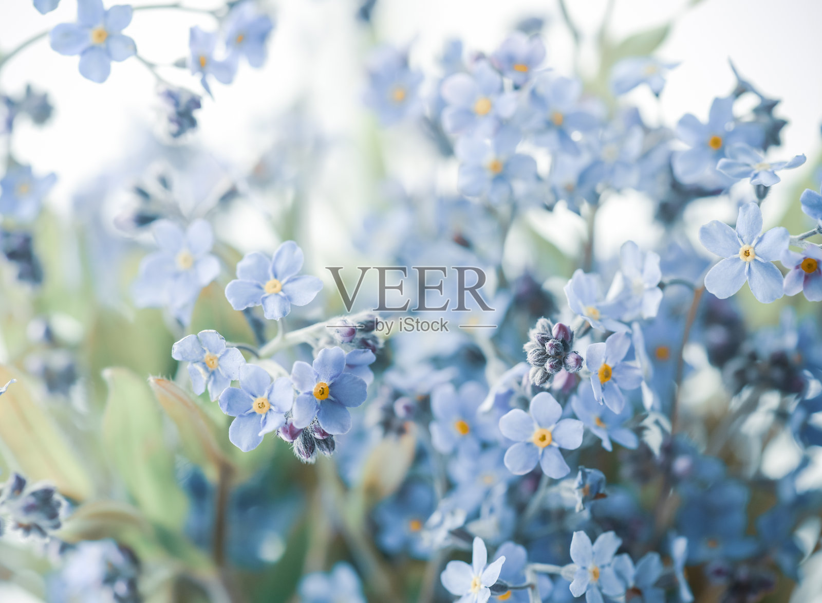 三色堇花的背景照片摄影图片