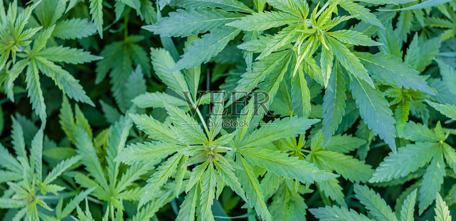 野生大麻植物照片摄影图片