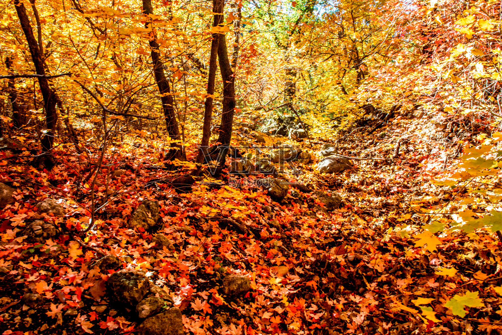 秋天地毯的森林照片摄影图片