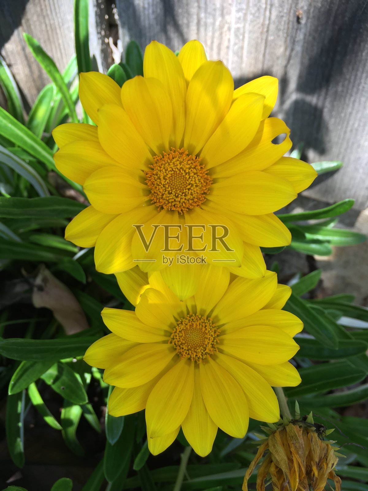 明亮的阳光下，两朵欢快的黄花照片摄影图片