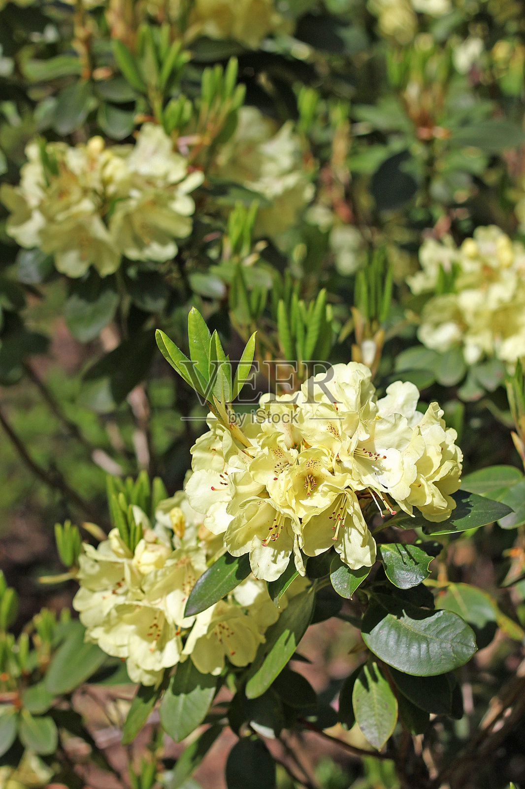 杜鹃在春天照片摄影图片