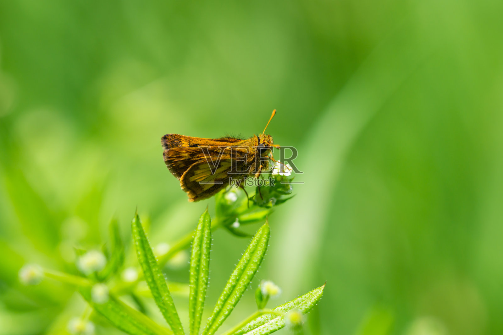 《春天里的船长》照片摄影图片