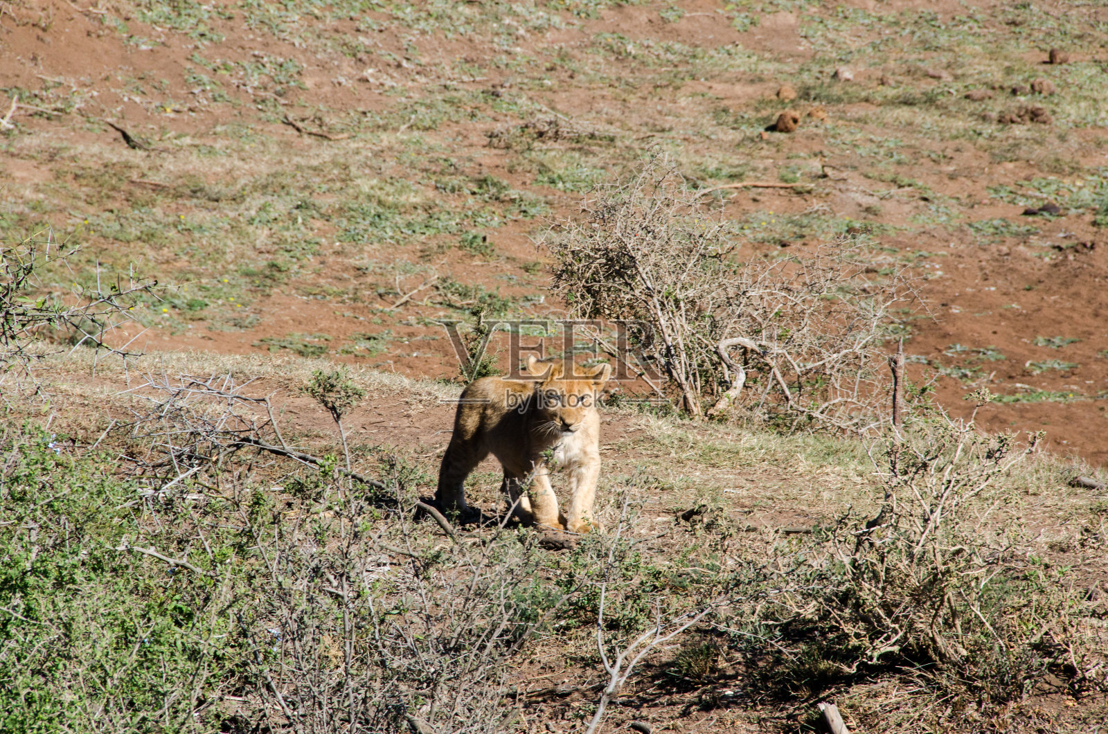 孤独的小狮子照片摄影图片