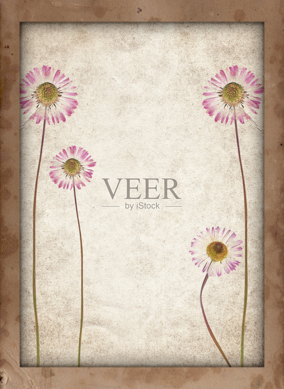 古老的纹理与干花和复古的纸背景照片摄影图片