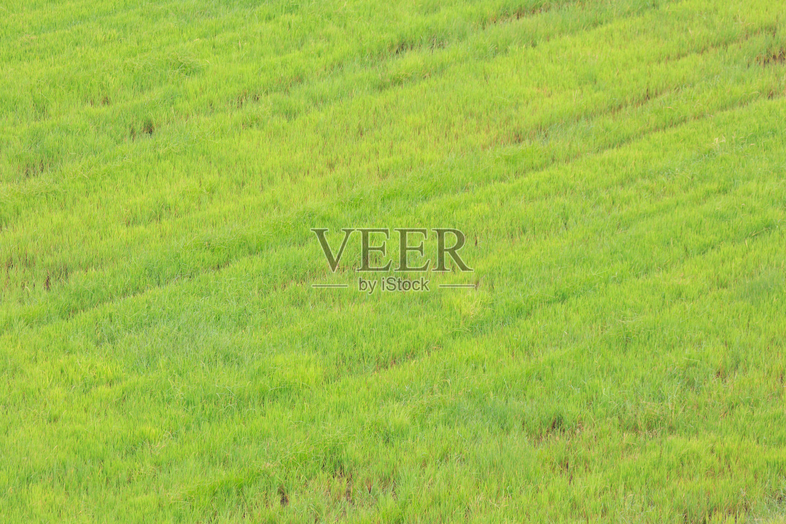 玉米田照片摄影图片