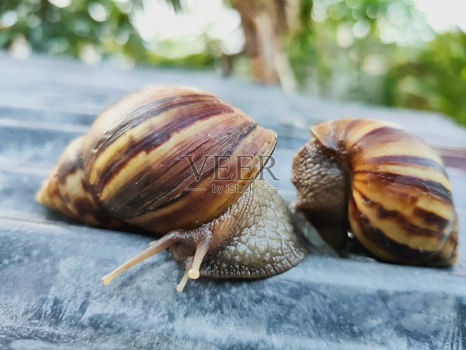 蜗牛照片摄影图片