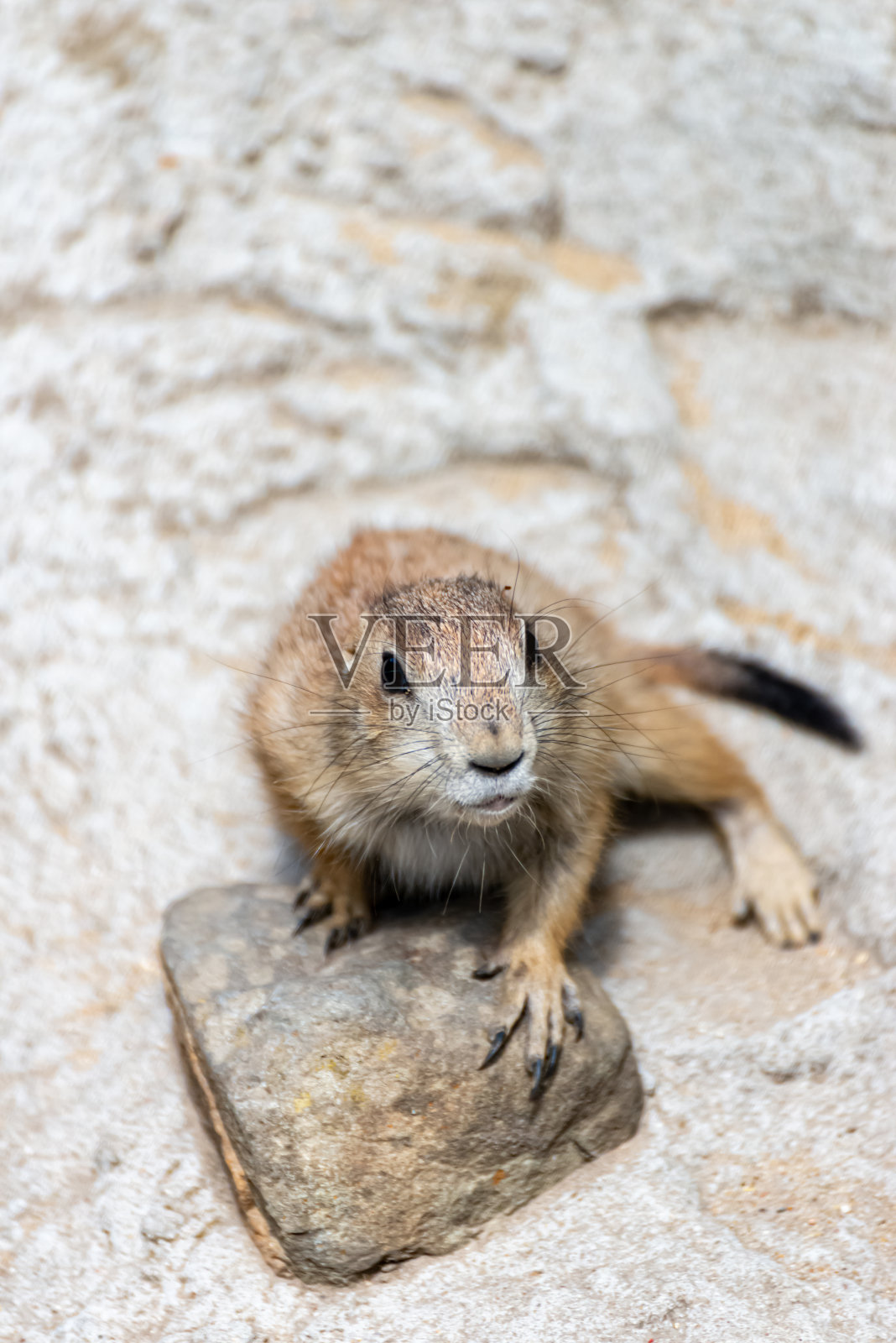 草原土拨鼠享受阳光的温暖照片摄影图片