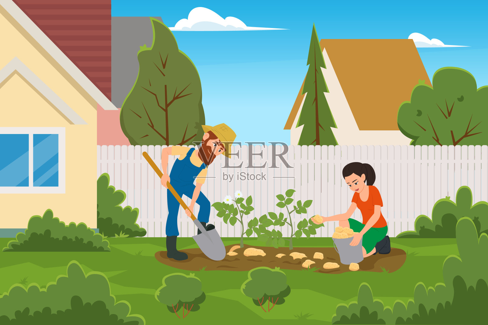 一对夫妇在房子的后院里收割土豆。插画图片素材