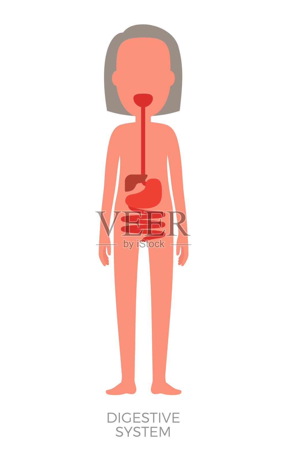 消化系统女性机体内部构造插画图片素材