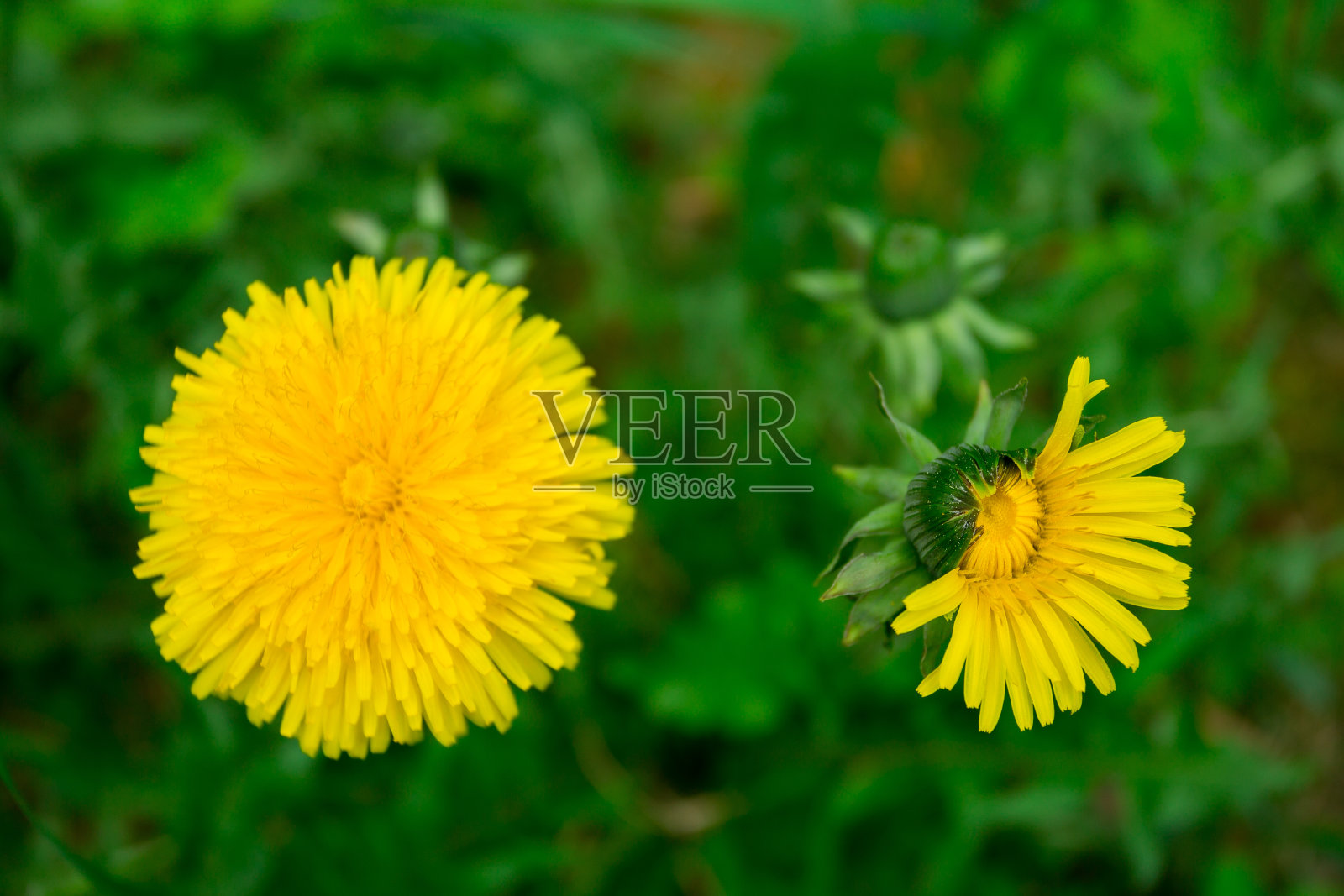绿色草地上的两颗蒲公英照片摄影图片