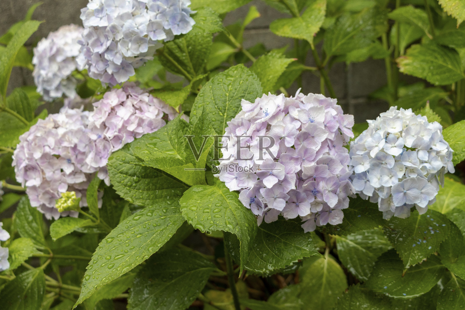 柔和的绣球花在下雨天照片摄影图片