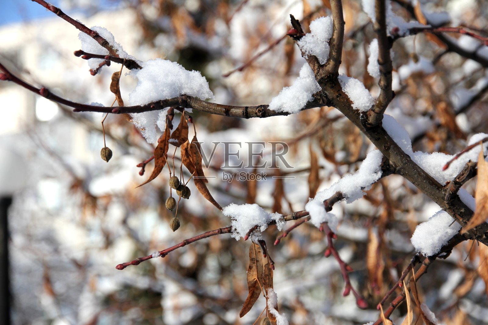 神奇的雪照片摄影图片