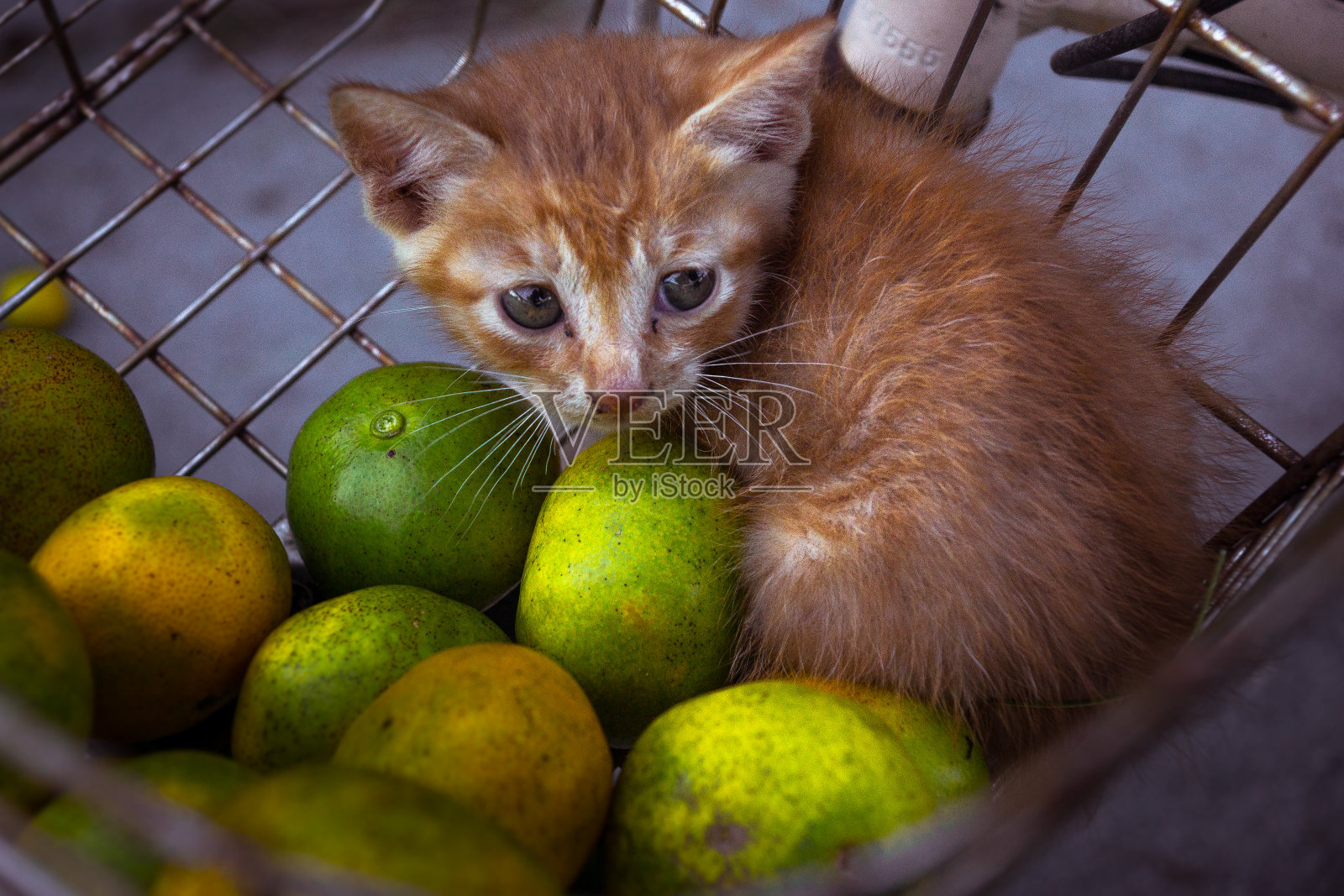 韩国的野猫照片摄影图片