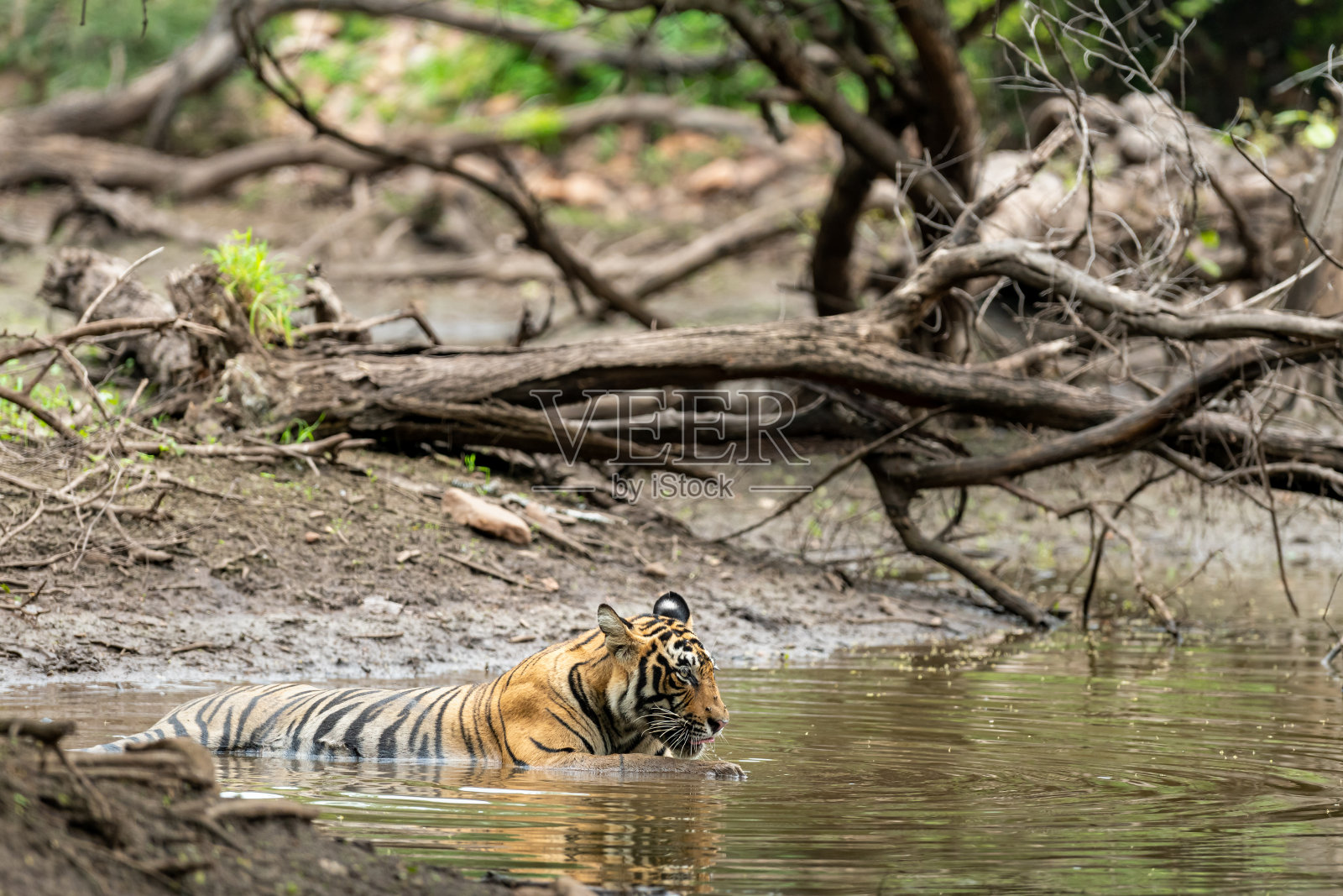 野生雄性老虎休息在自然水体在季风季节狩猎在印度的国家公园或老虎保护区照片摄影图片