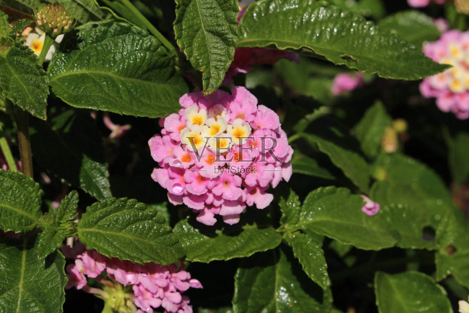 彩色杂交“西印度马缨丹”花-马缨丹娜卡马拉法比奥拉照片摄影图片
