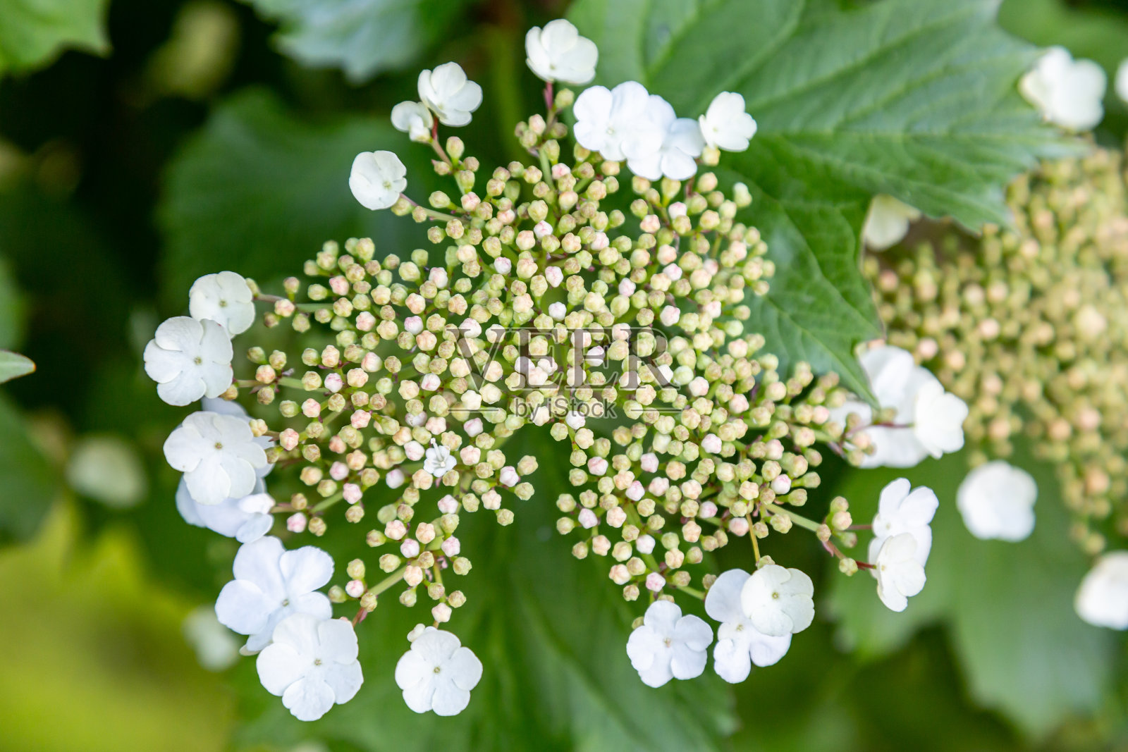 早期开花的荚蒾，近距离有白花。水平方向照片摄影图片