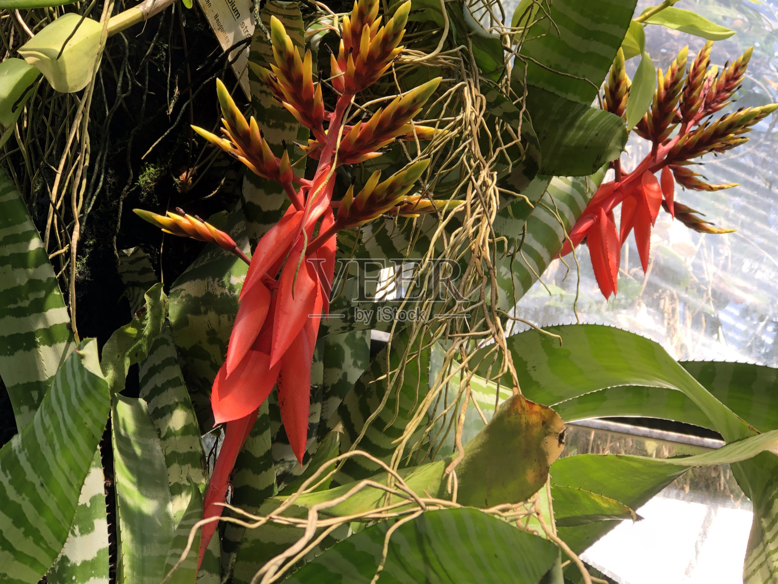 莱茵河畔鸟巢、莱茵河畔沼泽照片摄影图片