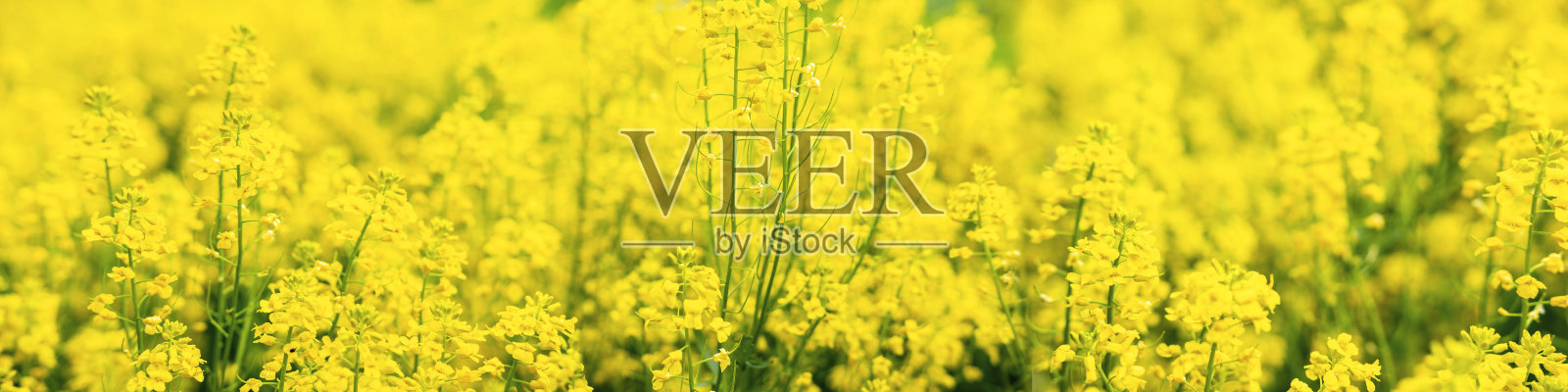 夏天的乡村景观照片摄影图片