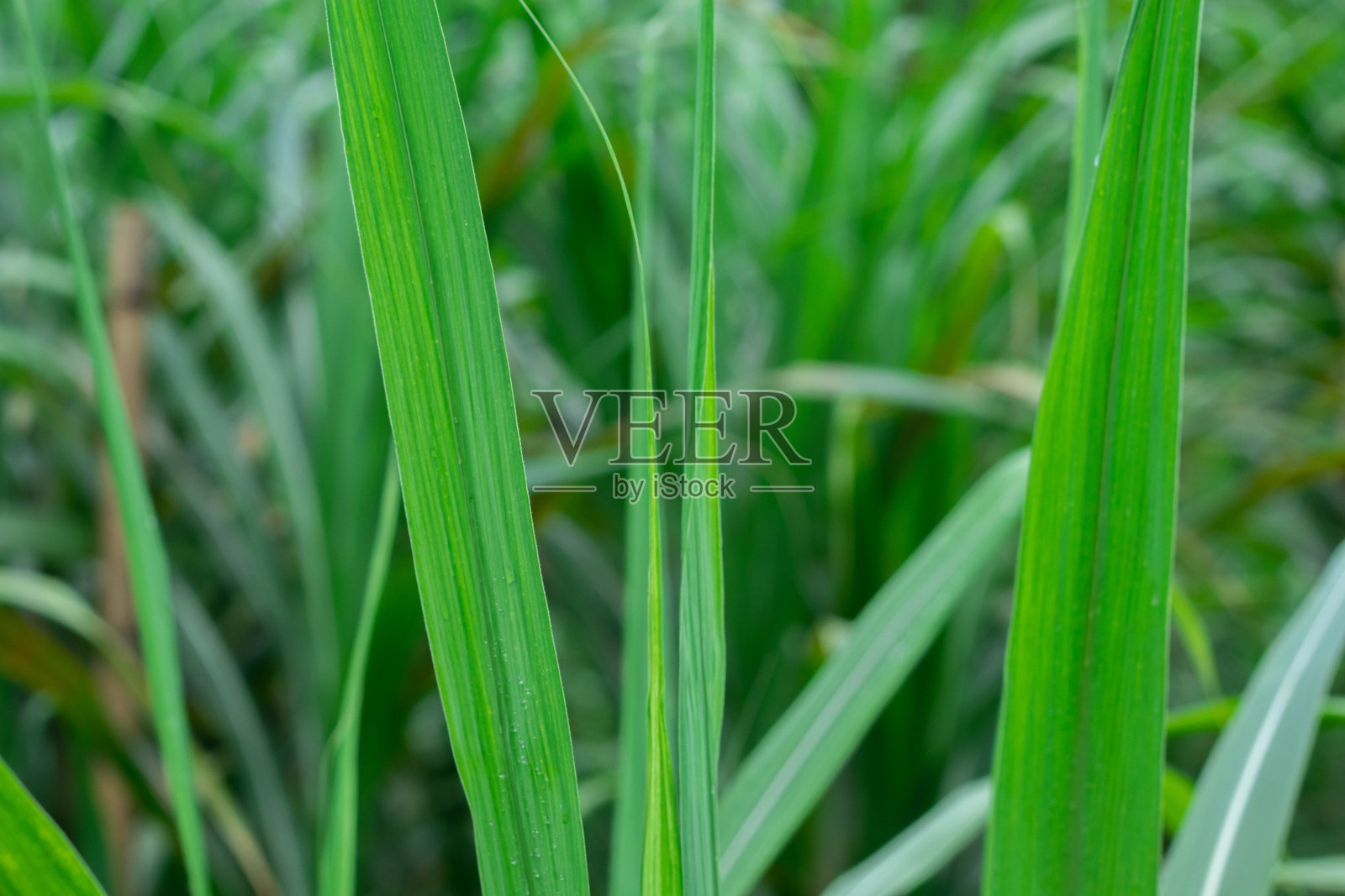 绿藤的叶子有尖尖的叶子照片摄影图片