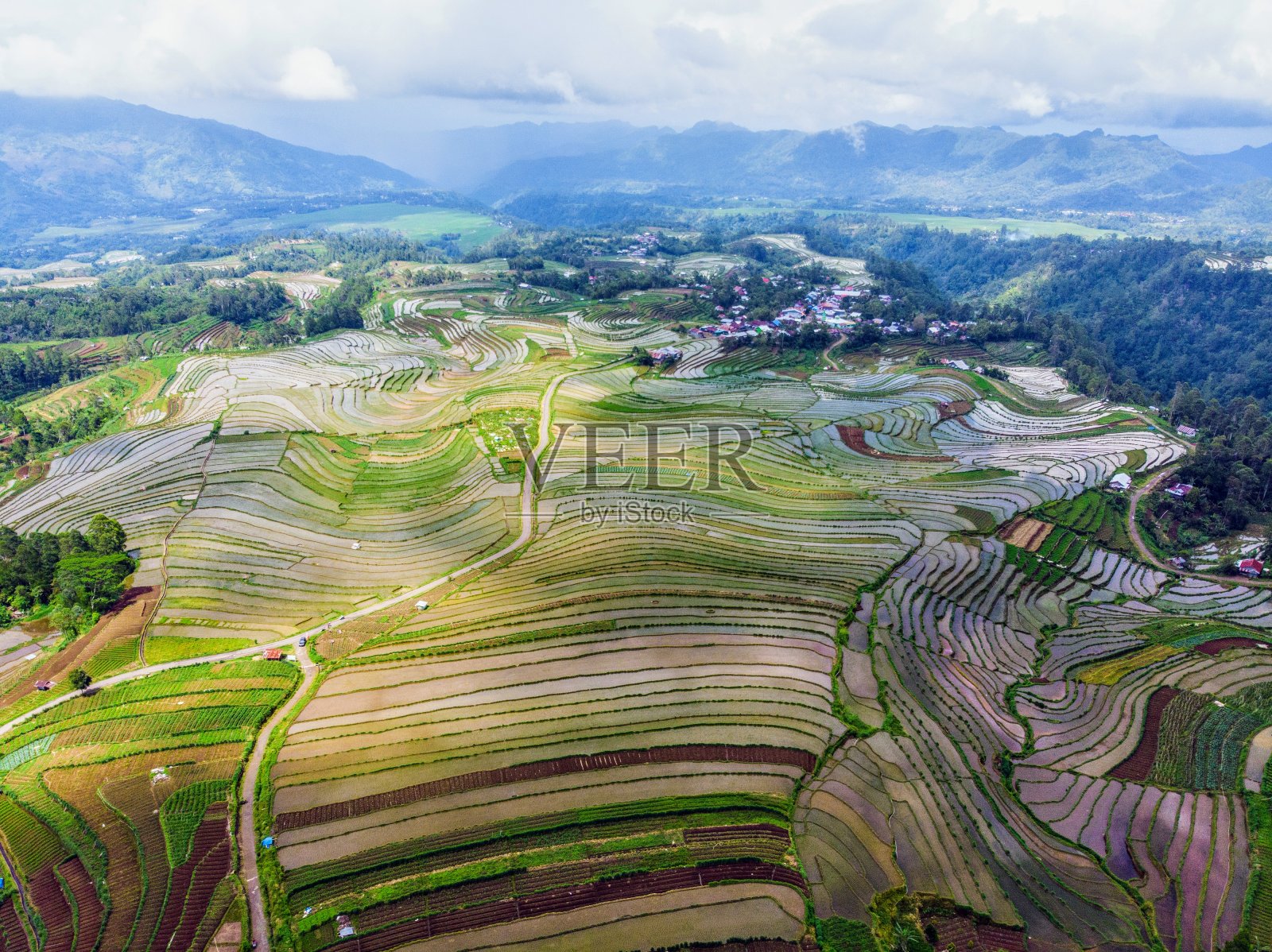 的稻田照片摄影图片