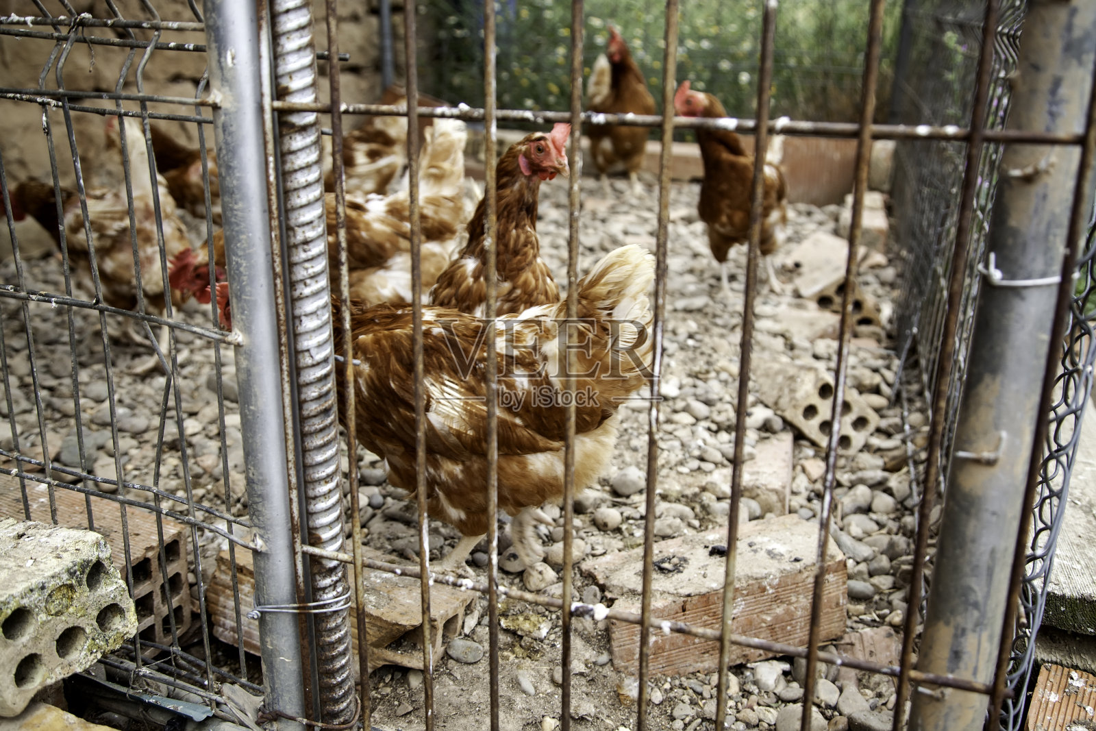 公鸡母鸡家禽照片摄影图片