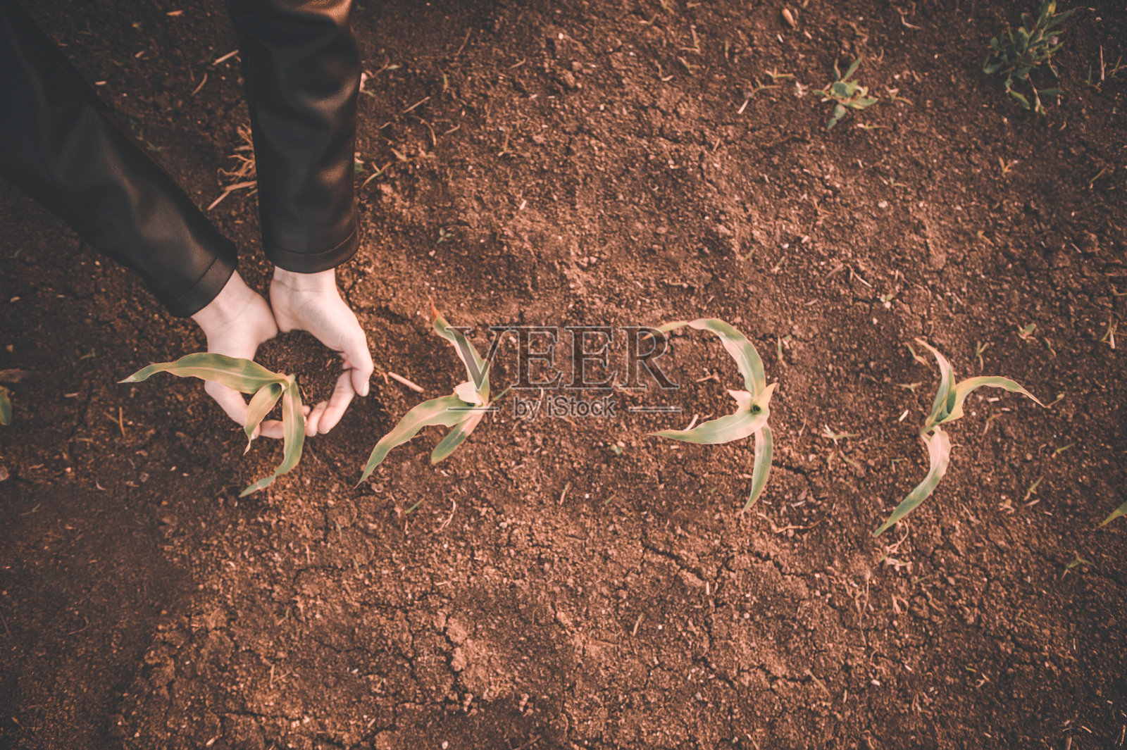 在土壤上抱着绿色幼苗的妇女照片摄影图片