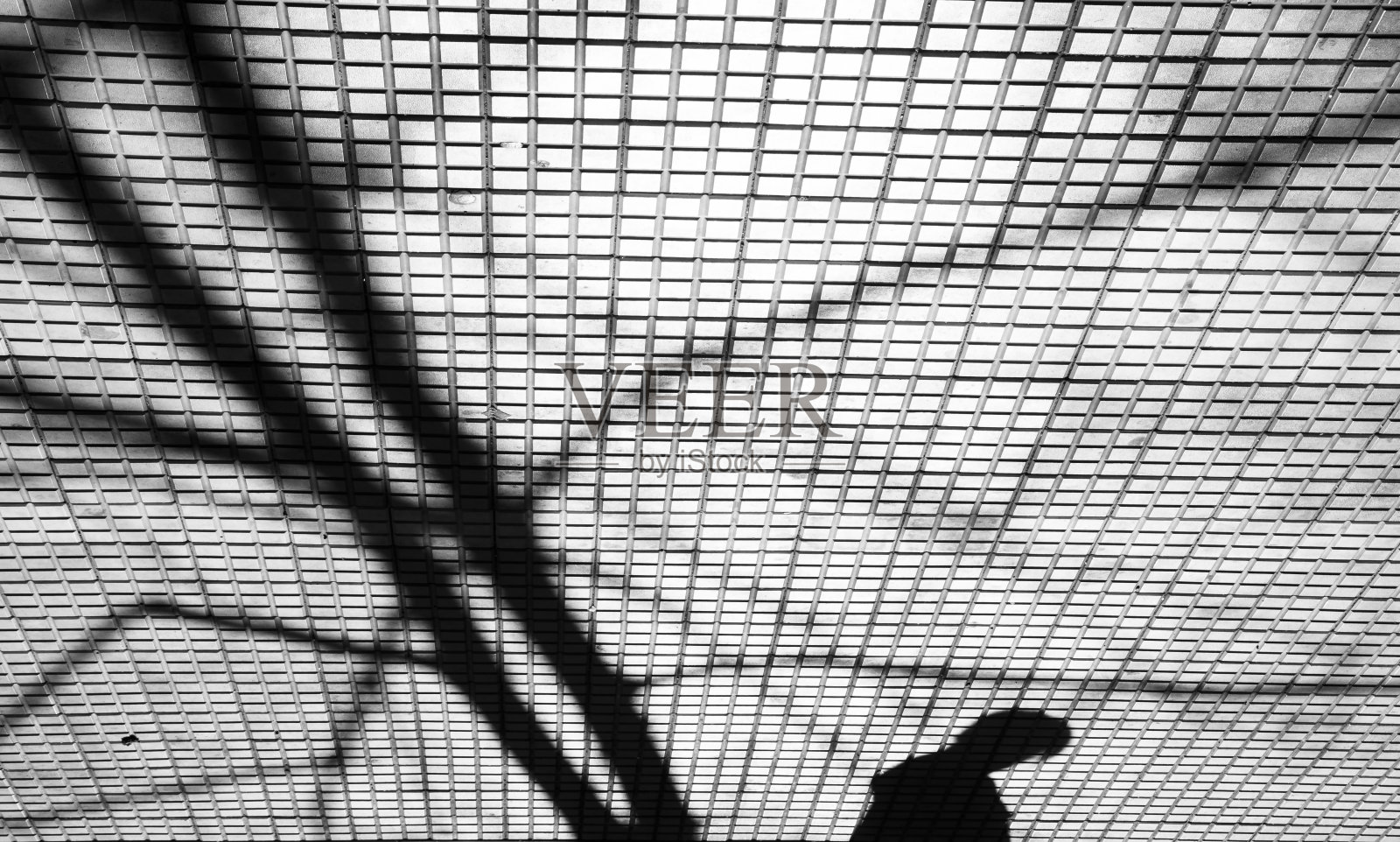 光秃秃的树的阴影在瓷砖城市人行道上，在高对比度的黑色和白色照片摄影图片