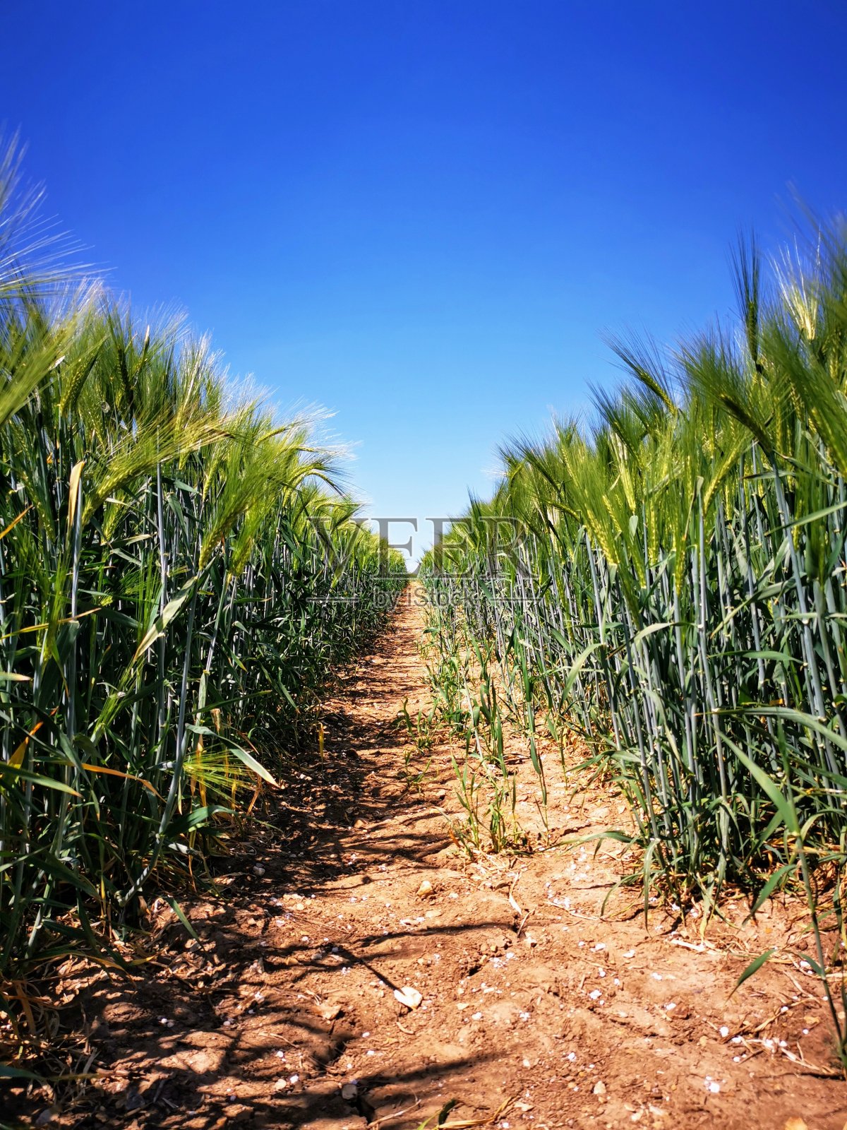近距离的麦田图像照片摄影图片