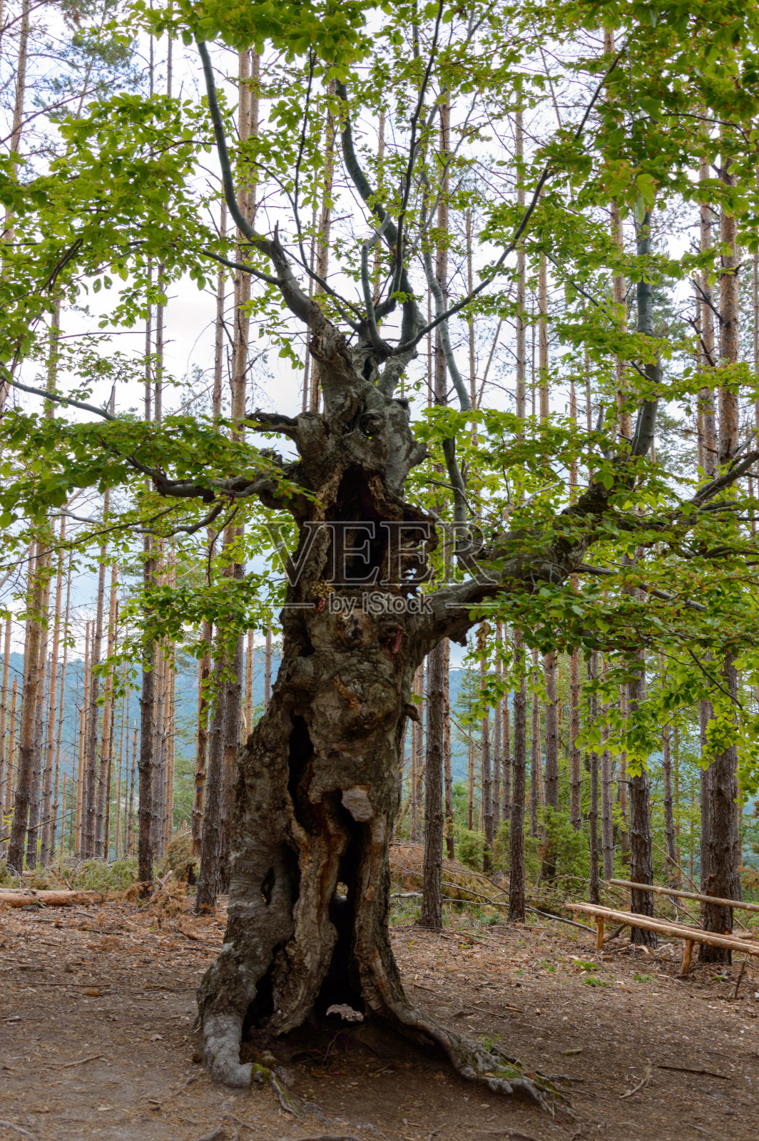 Belintash是保加利亚Rhodope山脉的一个小高原，有人类活动的痕迹。照片摄影图片