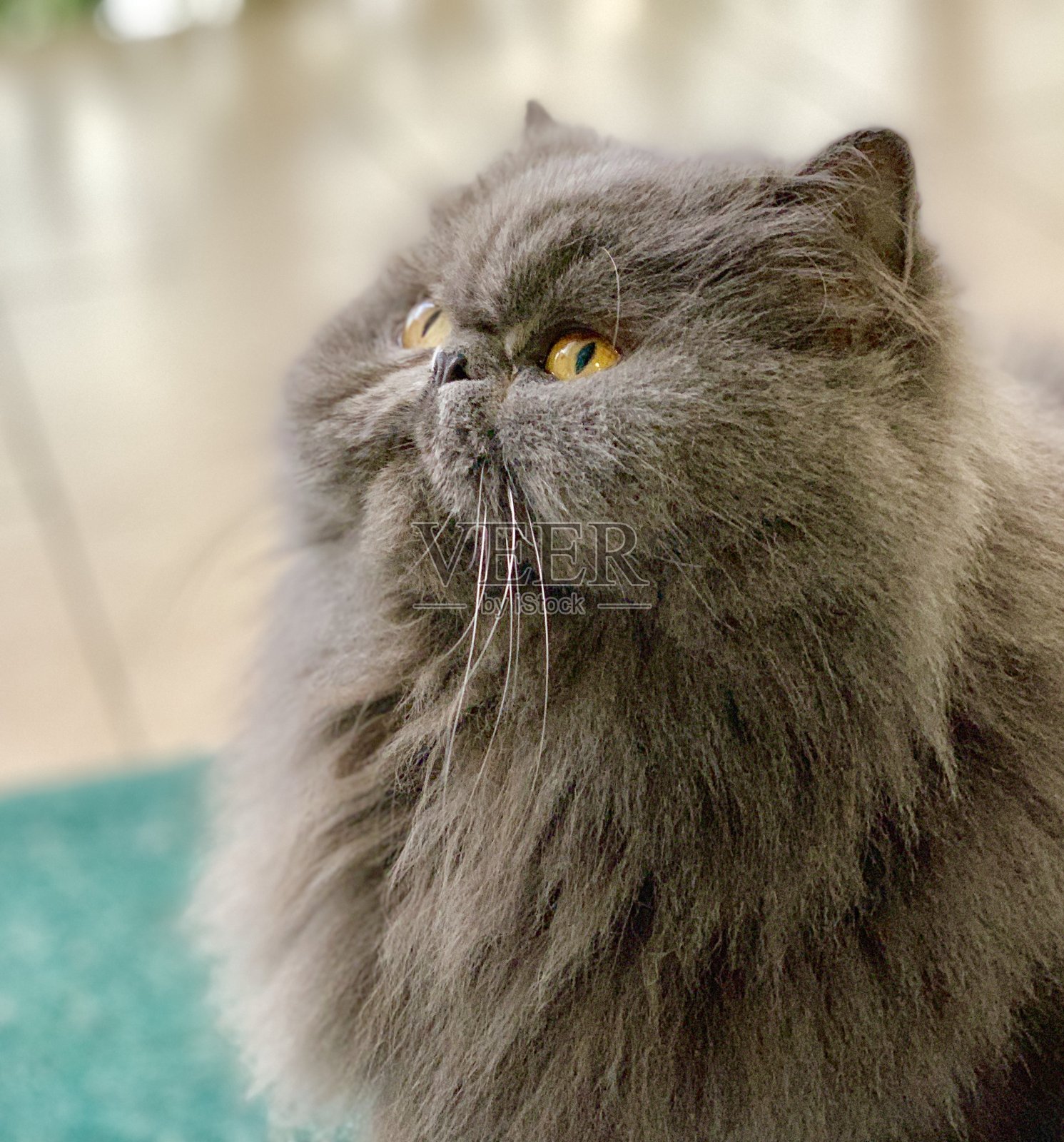 宠物照片摄影图片