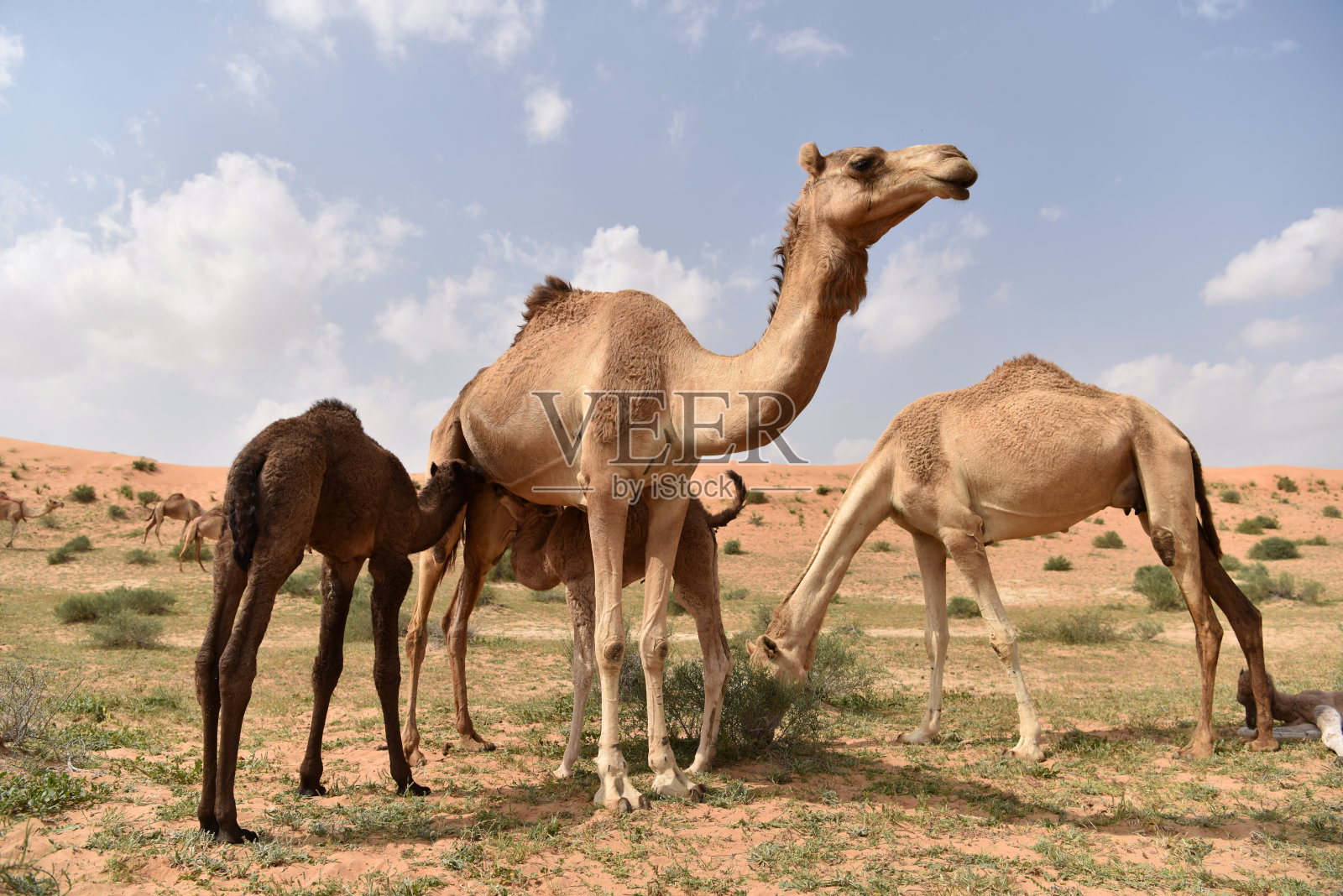 骆驼照片摄影图片