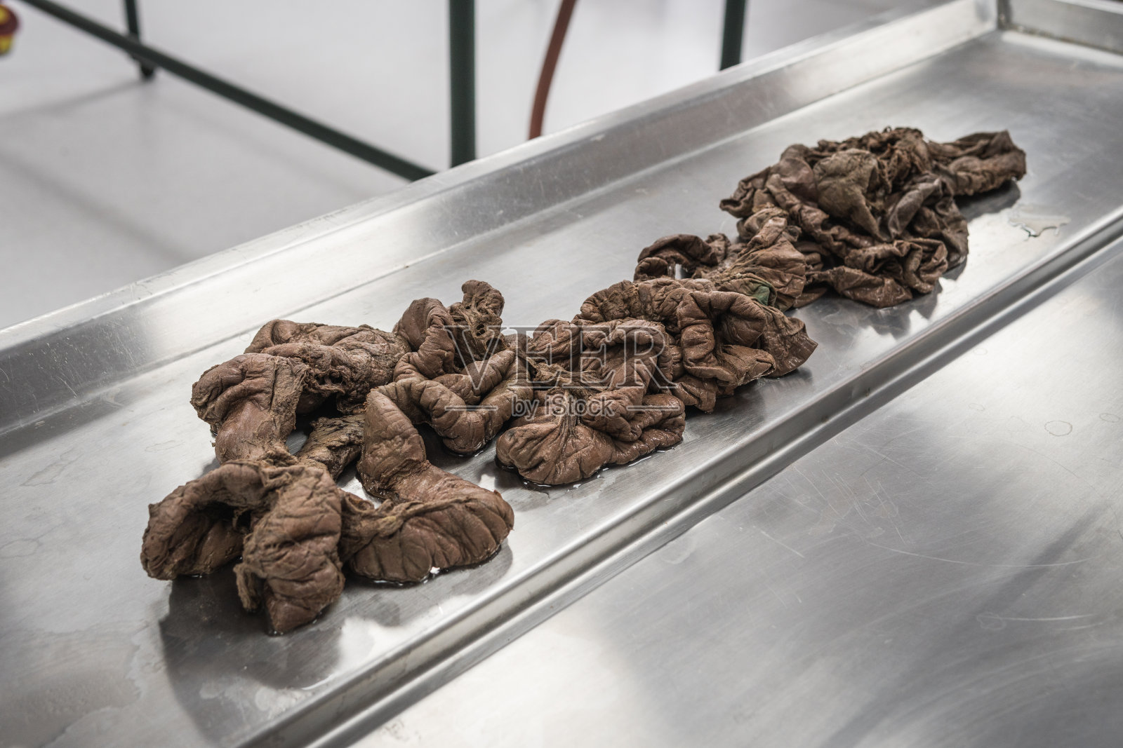 真正的人类大肠结肠在桌子上。冷藏用于医疗和学术目的。照片摄影图片