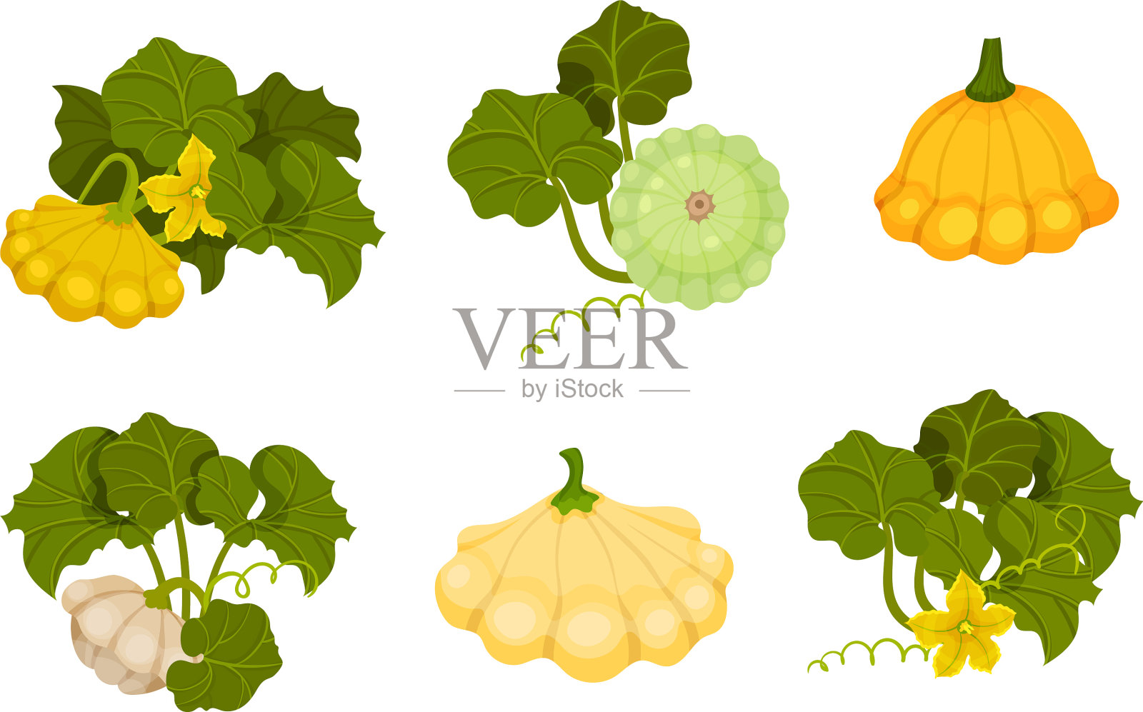 成熟的灌木南瓜或软冻南瓜配绿色插画图片素材