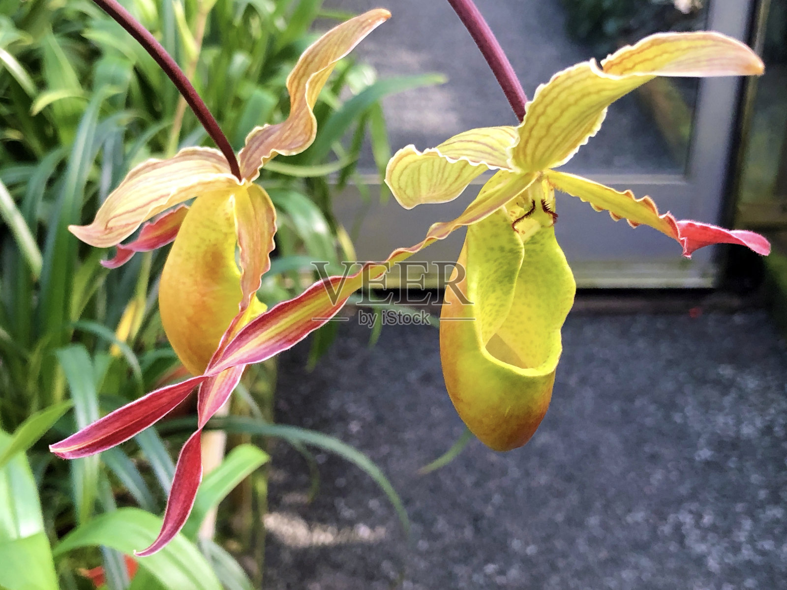 瑞士圣加伦植物园/瑞士圣加伦植物园照片摄影图片