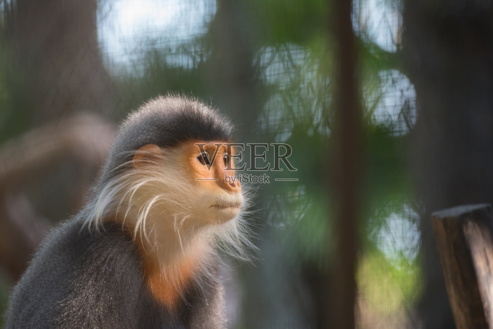 Red-shanked白臀照片摄影图片