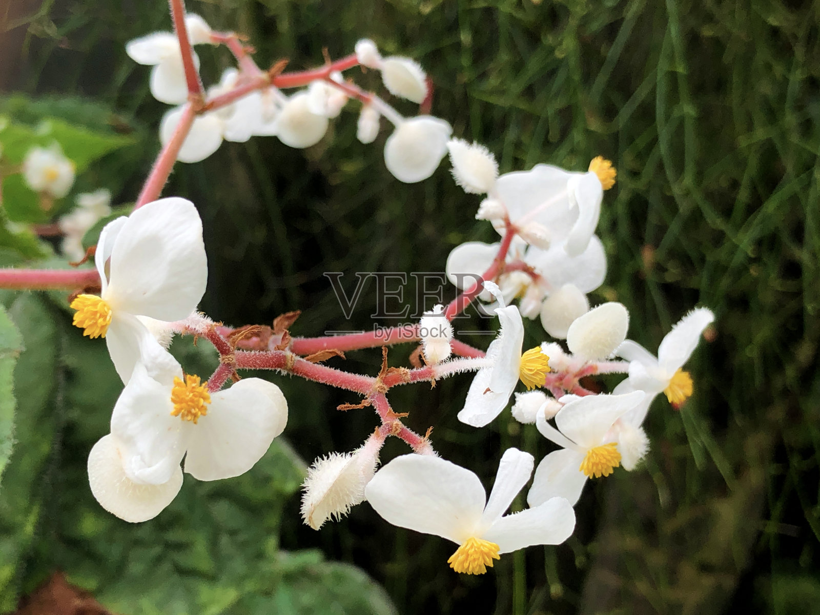 背海棠(海棠hispida Schott。变种cucullifera Irmsch.)， cucullifera Begonia, Piggyback Begonia或Hooded Begonia -瑞士圣加仑植物园/瑞士圣加仑植物园照片摄影图片